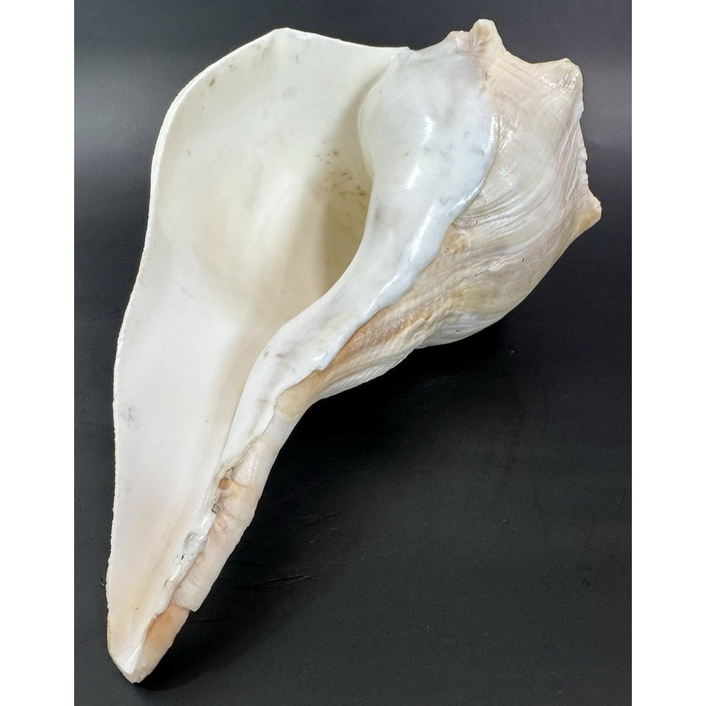 Large Natural Lightning Whelk Sea Shell 10.5" Coastal Beach Nautical Ocean Decor - Picture 7 of 12